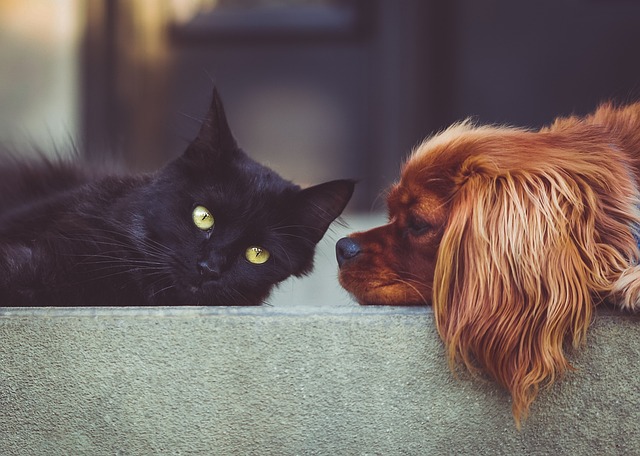 Un perro y un gato juntos, simbolizando el dolor y el duelo por la pérdida de una mascota con tu psicóloga en Marbella.