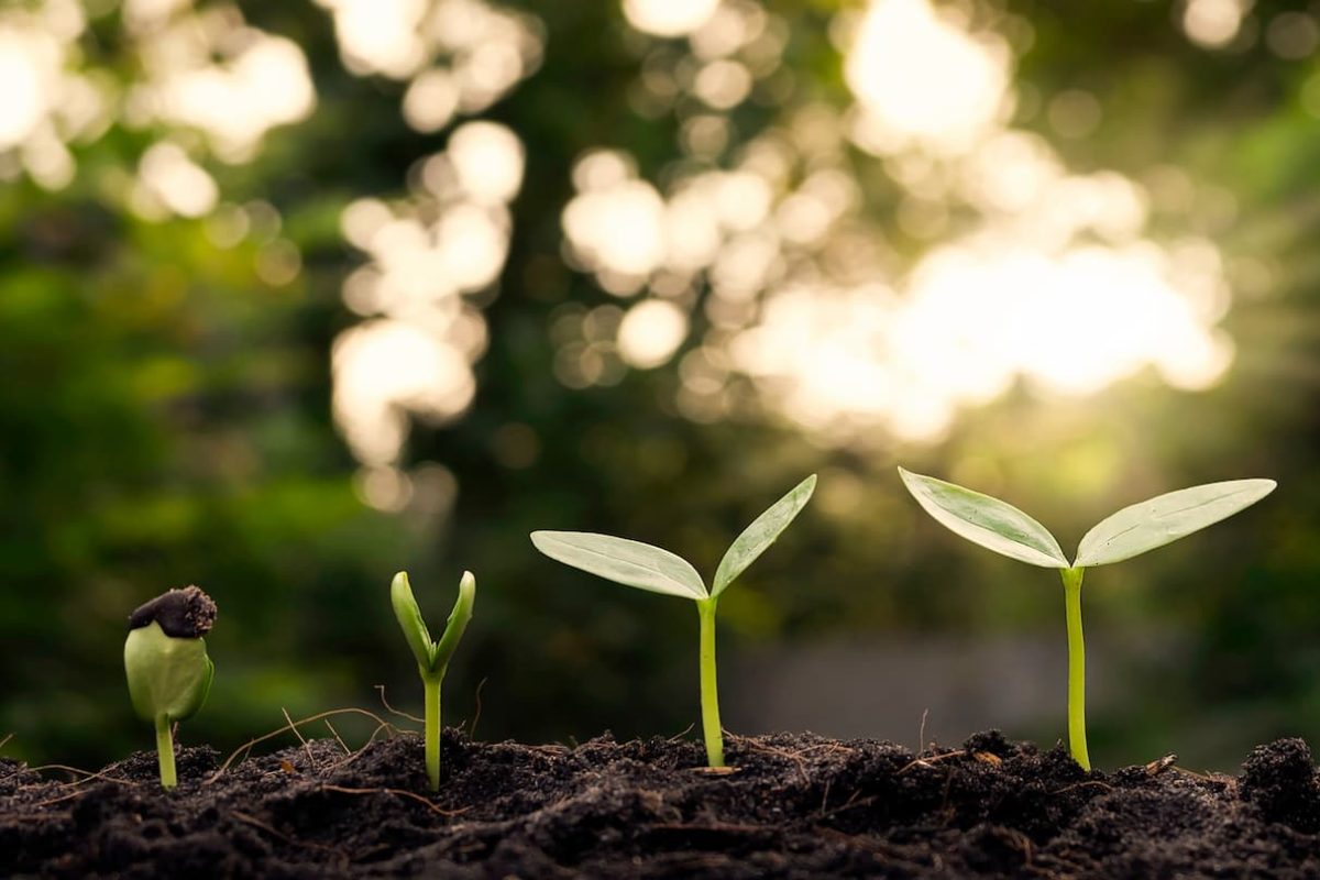 Brotes de plantas creciendo hacia la luz, simbolizando el proceso de crecimiento personal en Marbella.