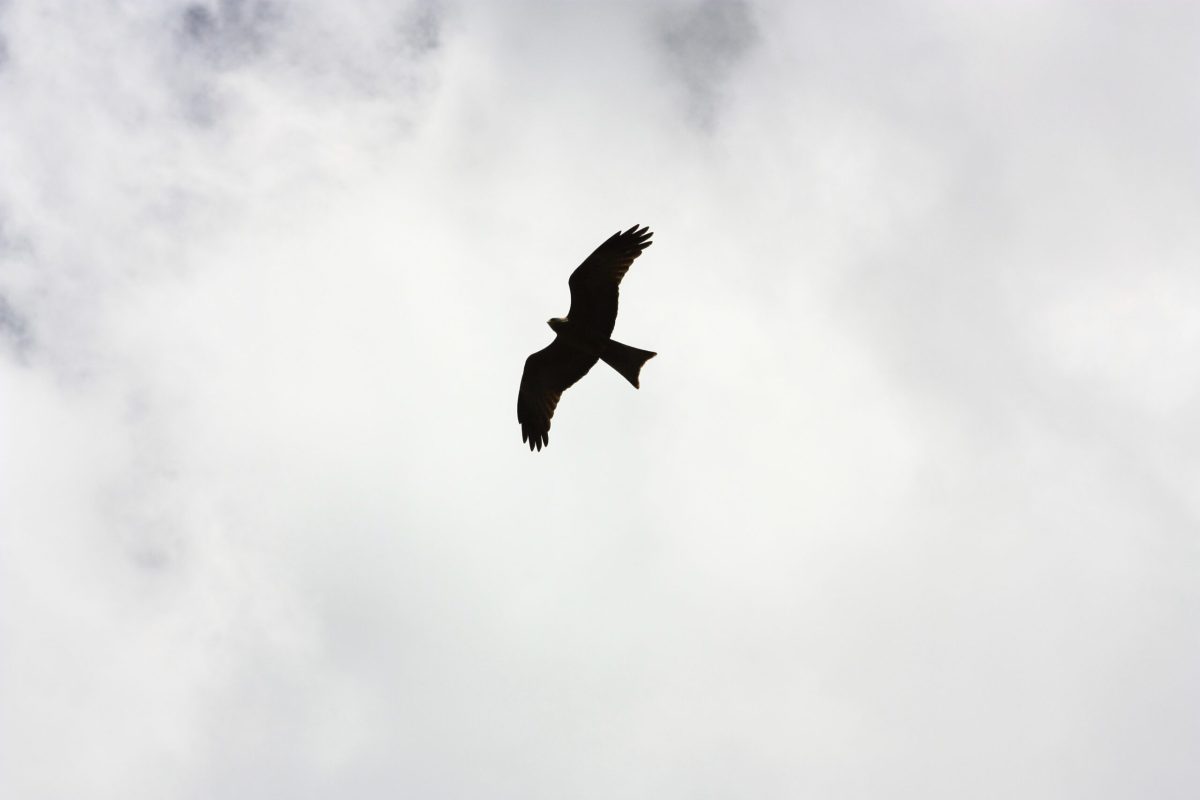 Ave volando en libertad sobre el cielo, simbolizando la regulación emocional y la paz interior.